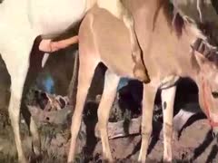 An uncommon zoo sex scene with two horses